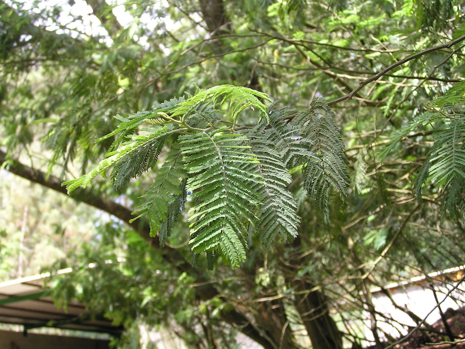 acacia